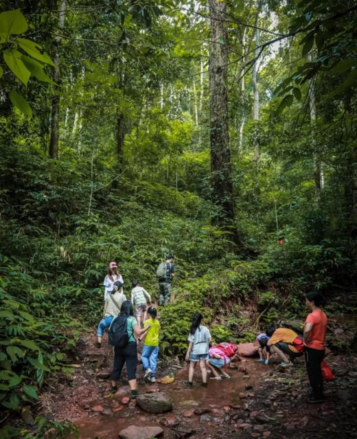 【云南旅游】西双版纳普洱6天5晚亲子研学跟团游 商品图4