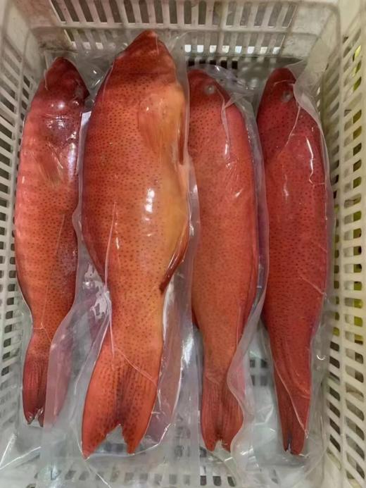 & 海钓东星斑🐠高端好食材，鲜嫩十足💯当天上岸活冻 商品图7