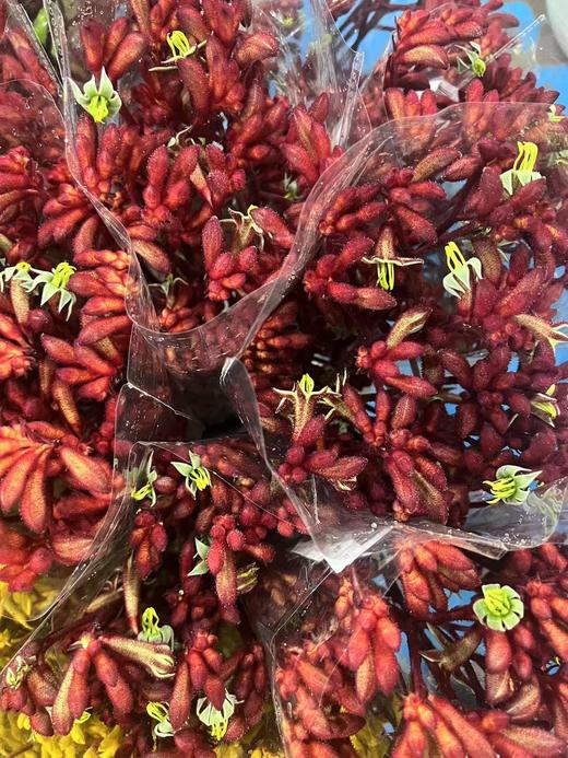 袋鼠爪红色1扎 商品图1