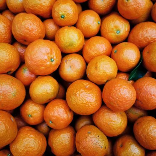 广西生态砂糖橘  | 基地直发*Ecological Sugar Orange 商品图1