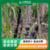 生态青皮&紫皮甘蔗  | 基地直发 * Sugar Cane | 商品缩略图0
