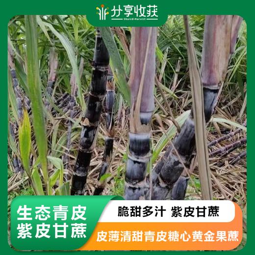 生态青皮&紫皮甘蔗  | 基地直发 * Sugar Cane | 商品图0