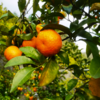 广西生态砂糖橘  | 基地直发*Ecological Sugar Orange 商品缩略图3
