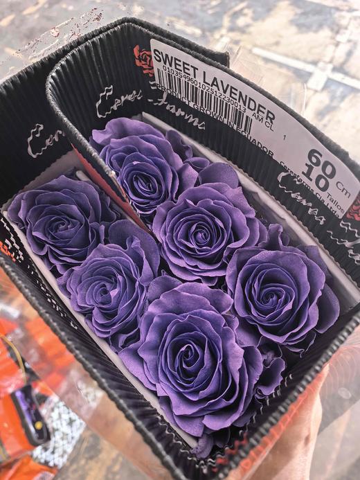 厄瓜多尔进口染色SWEET LAVENDER甜蜜薰衣草玫瑰10支 商品图6