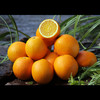 【限量甄选！春节前最后100箱】生态土、生态水、有机肥、自然果香 核心产区 赣南寻乌脐橙10斤装 商品缩略图11