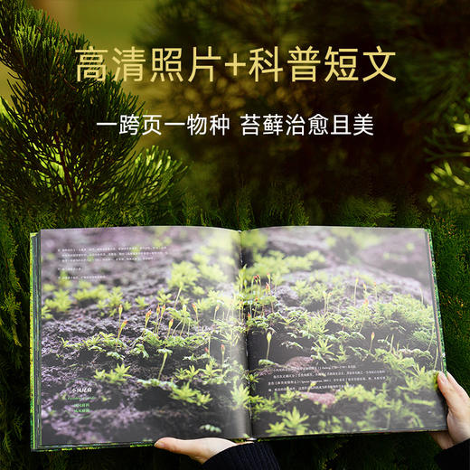 苔藓图鉴（作者张力35年积累｜10万余样片精选150张｜99种代表性苔藓） 商品图1
