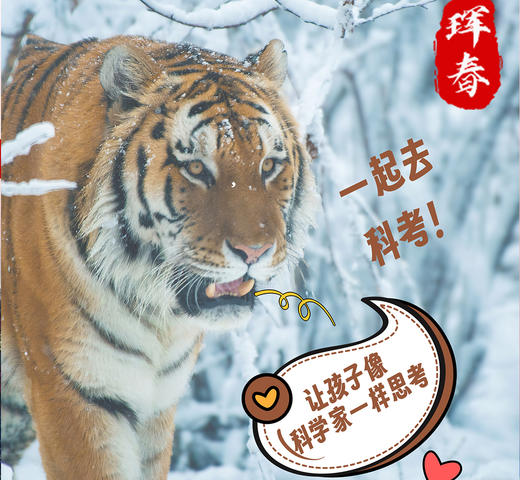 【已成团】寒假东北虎豹国家公园科考营7天6晚 商品图2