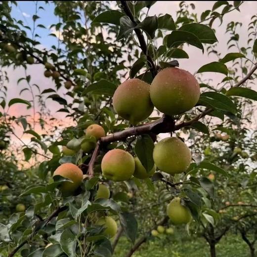 山西运城当季醉红颜酥梨顺丰包邮9.5-10斤果园直发水分饱满 商品图3