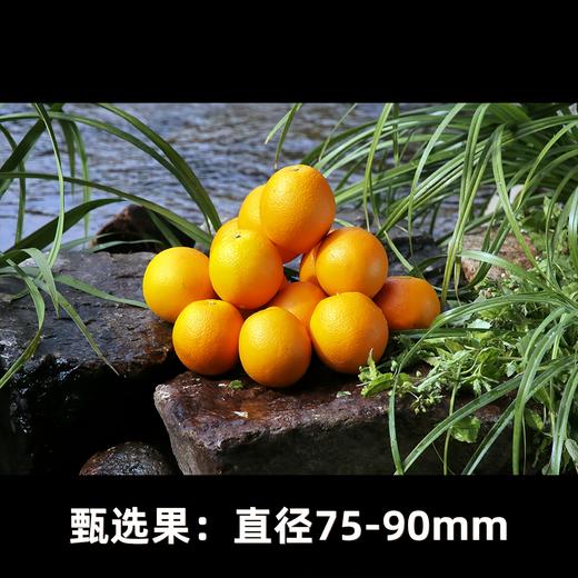 【限量甄选！春节前最后100箱】生态土、生态水、有机肥、自然果香 核心产区 赣南寻乌脐橙10斤装 商品图10