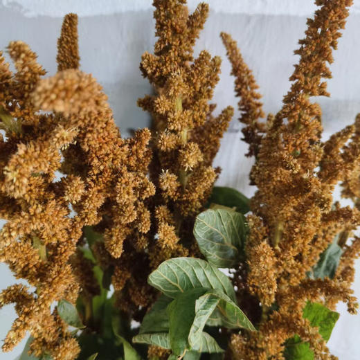 橙小米 商品图0