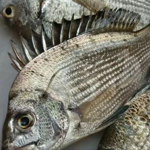 【一条主骨 不卡喉】【配料表干净 活杀速冻锁鲜 低脂高蛋白】鱼宗师 广东阳江·海水鲷鱼 天然咸淡水交汇 无腥 商品图9