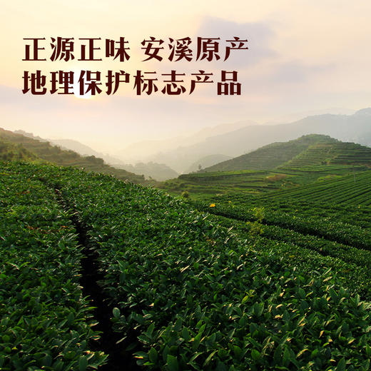八马茶业｜四大茗著·武夷乌龙茶浓香铁观音252g 商品图3