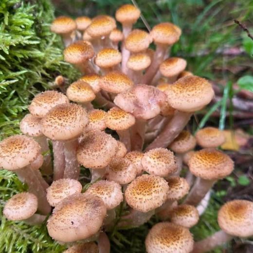 东北有机野生榛蘑【纯野生，稀有品，量较少】 商品图6