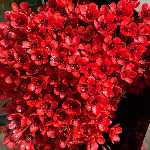 预售25号到货 红色大花型平头腊梅 一扎0.3kg支长70厘米 商品图0