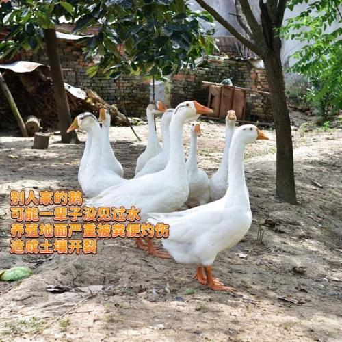 土家高山散养土鹅蛋【顺丰发货】 商品图5