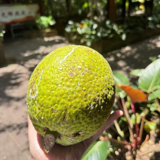 新鲜面包果网红热带特产冰淇淋口感软硬两吃香甜可口清香扑鼻甜而不腻忍不住想尝一口 商品图1