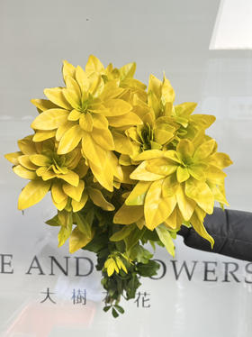 国产花材-【墨西哥橘叶】