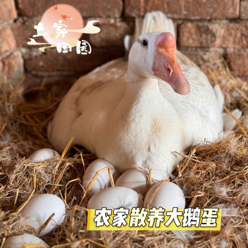 土家高山散养土鹅蛋【顺丰发货】