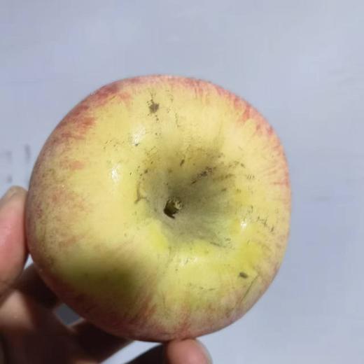 瑕疵果  010宁夏沙坡头旱苹果  表皮带瑕疵 干伤疤 裂痕 上色程度不高等  可烤苹果干 美食搭配 非标准商品果 商品图3