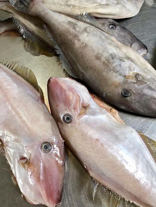 & 【大扒皮鱼/耗儿鱼】🐠鲜杀去肚去皮，处理好。肉香不柴肉，深受大家喜欢的一款海鱼 商品图5