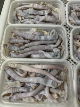 &【新鲜沙虫】当季好货❗海洋里面的“冬虫夏草”，营养价值高。