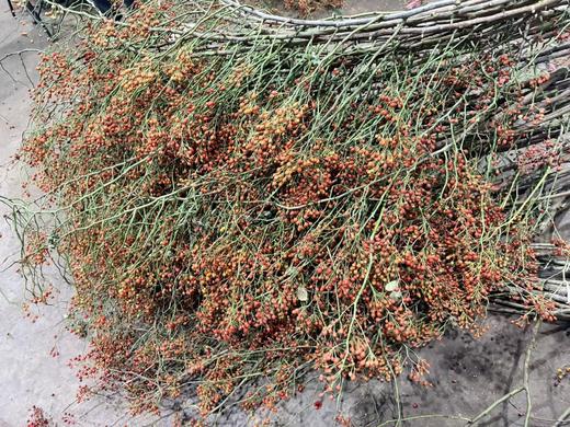 精品国产山归来鲜切花一扎 商品图4