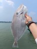& 【大扒皮鱼/耗儿鱼】🐠鲜杀去肚去皮，处理好。肉香不柴肉，深受大家喜欢的一款海鱼 商品缩略图0