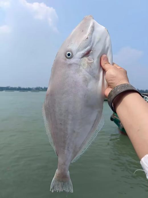 & 【大扒皮鱼/耗儿鱼】🐠鲜杀去肚去皮，处理好。肉香不柴肉，深受大家喜欢的一款海鱼 商品图0