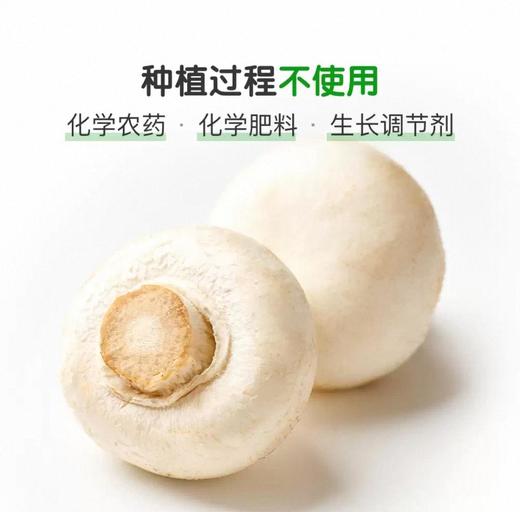 有机白蘑菇 商品图3