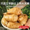 在菌屋 云南昭通新鲜天麻500g 现挖特大麻王 真空包装 商品缩略图1