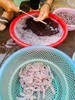 &【新鲜沙虫】当季好货❗海洋里面的“冬虫夏草”，营养价值高。 商品缩略图2
