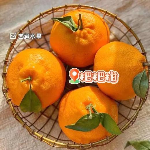 【耙耙柑】清甜多汁不用吐籽，无渣，9分甜1分酸，原生态自然熟，好吃不上火，新鲜采摘发货 商品图3