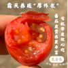 干热河谷露天有机小番茄1.5斤/3斤装  产地：云南丽江【基地直发】 商品缩略图5