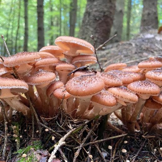 东北有机野生榛蘑【纯野生，稀有品，量较少】 商品图1