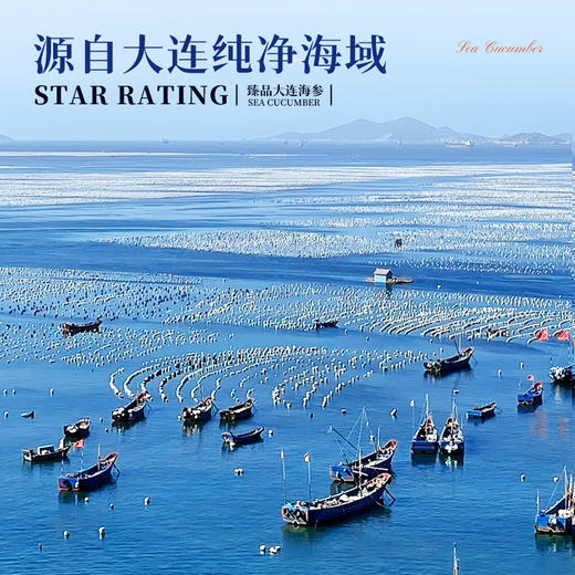 【顺丰快递】臻品海参 来自大连纯净海域 自然成长 营养丰富 参刺粗壮挺拔 肉壁厚实 参筋粗壮 口感 Q弹 AXTM 商品图6