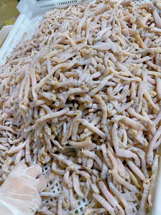 &【新鲜沙虫】当季好货❗海洋里面的“冬虫夏草”，营养价值高。 商品图1