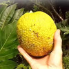 新鲜面包果网红热带特产冰淇淋口感软硬两吃香甜可口清香扑鼻甜而不腻忍不住想尝一口 商品缩略图2