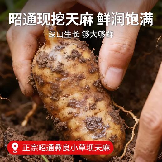 在菌屋 云南昭通新鲜天麻500g 现挖特大麻王 真空包装 商品图2