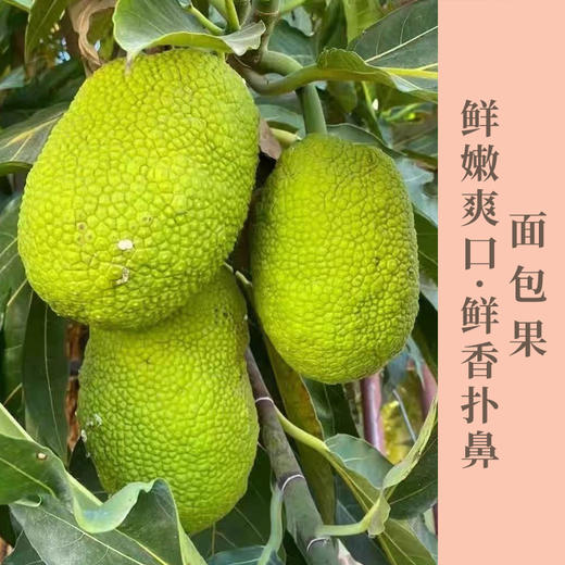 新鲜面包果网红热带特产冰淇淋口感软硬两吃香甜可口清香扑鼻甜而不腻忍不住想尝一口 商品图0