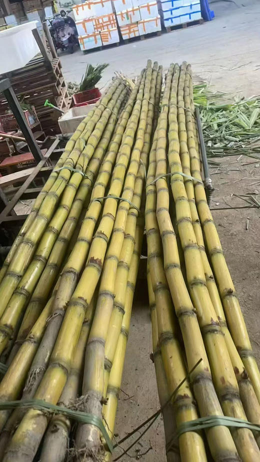 黄金甘蔗 ，口感脆甜 可削皮，活动价2.98元一斤，随其它水果满百包送 商品图3