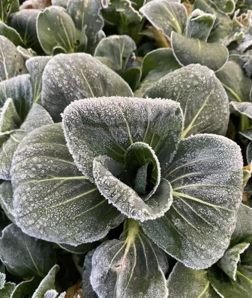 上霜青菜（1份，约500g） 商品图0