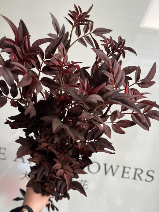 国产叶材-【秋色九星叶】 商品图1