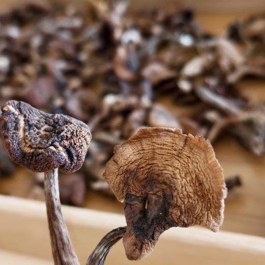 东北有机野生榛蘑【纯野生，稀有品，量较少】 商品图4