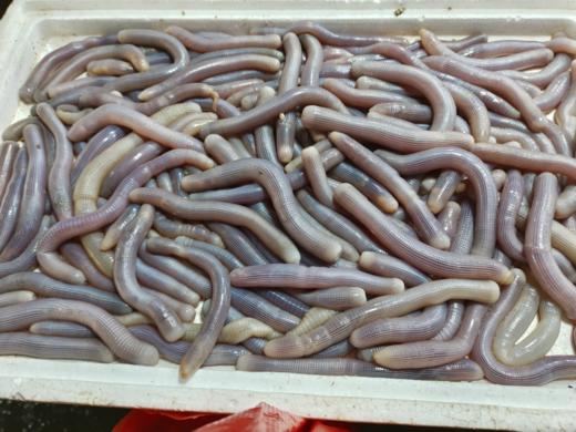 &【新鲜沙虫】当季好货❗海洋里面的“冬虫夏草”，营养价值高。 商品图4