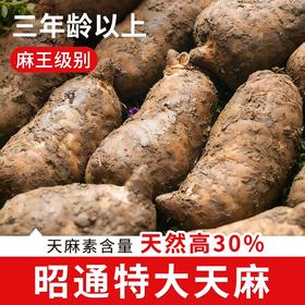 在菌屋 云南昭通新鲜天麻500g 现挖特大麻王 真空包装