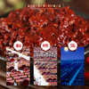 丹丹红油郫县豆瓣10kg桶装 商品缩略图3