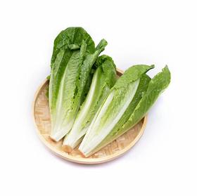 有机意大利生菜