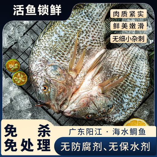 【广东阳江·海水鲷鱼】疯抢中！！顺丰直发【仅含一条主骨无小刺、老人儿童放心吃！】免杀免处理 肉质紧实 鲜美嫩滑 营养丰富 约1500g/冷链包装 商品图0