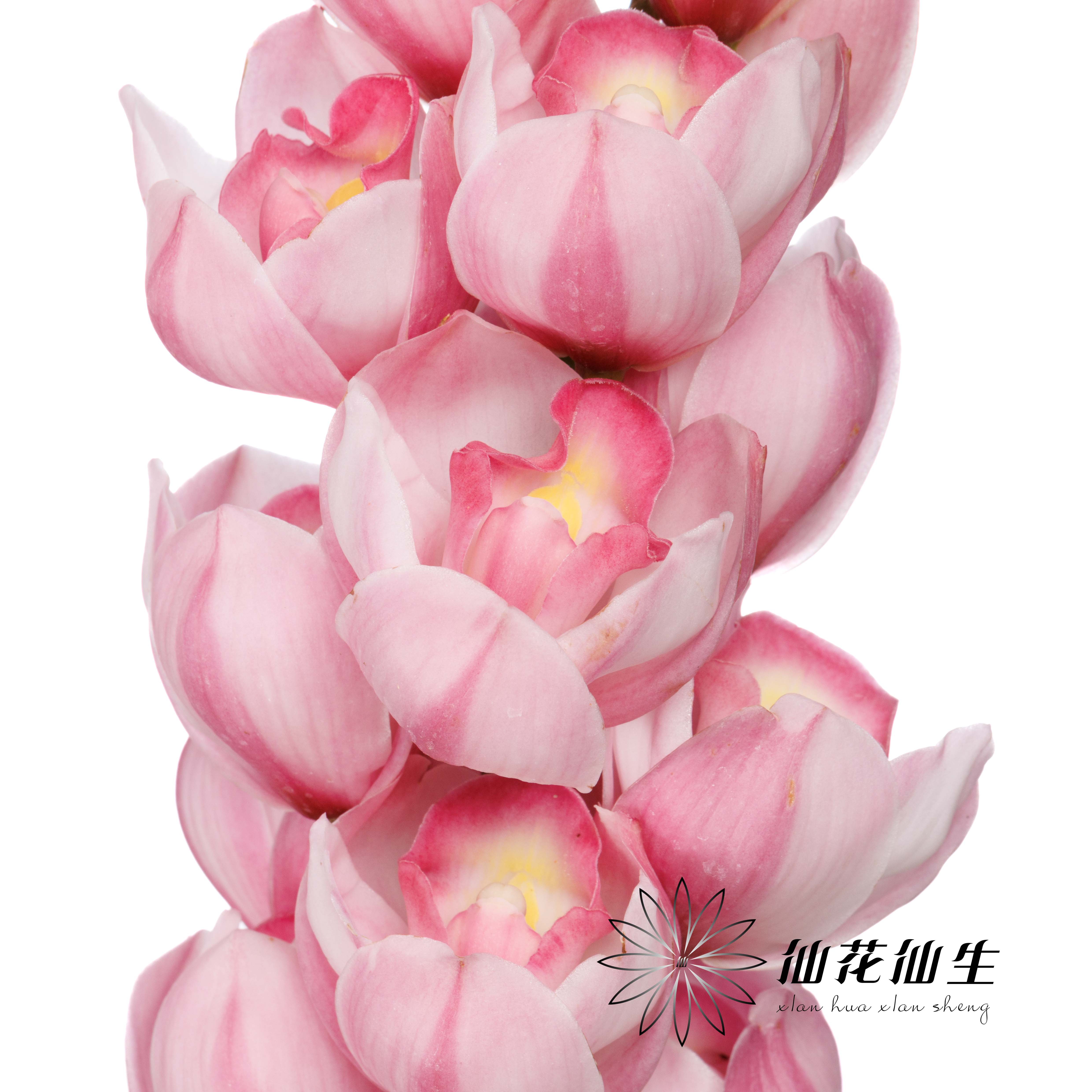 兰花 | 大花蕙兰福娘