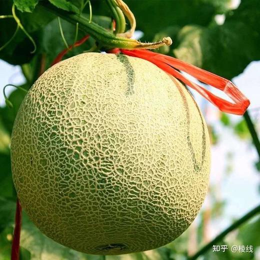 海南  玫珑网纹瓜  多规格任选 商品图3